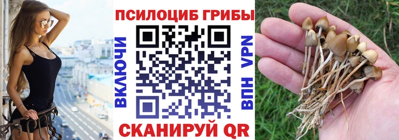 купить наркоту  Ейск  Галлюциногенные грибы Psilocybine cubensis 